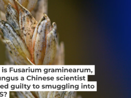 Wheat infected by Fusarium, a toxic fungus, has kernels that appear white with orange at the base. Klaus-Dietmar Gabbert/picture alliance via Getty Images